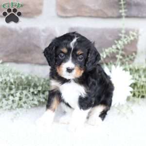 Brody, Cavapoo Puppy
